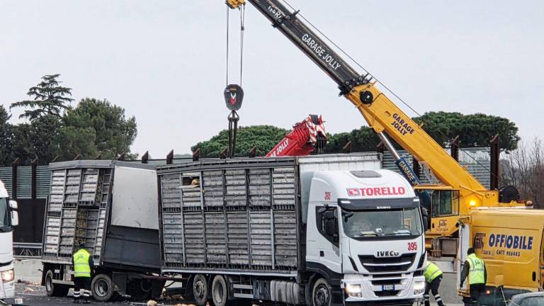 A14, carico di polli sull’asfalto, traffico in tilt tra Cattolica e Riccione