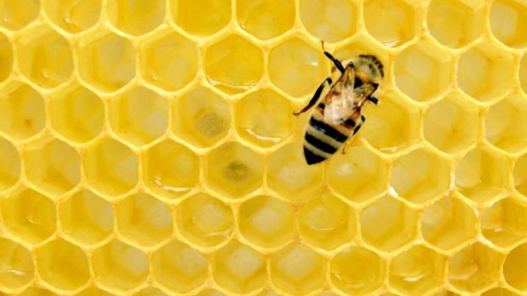 A Cesena iniziative per la giornata mondiale delle api