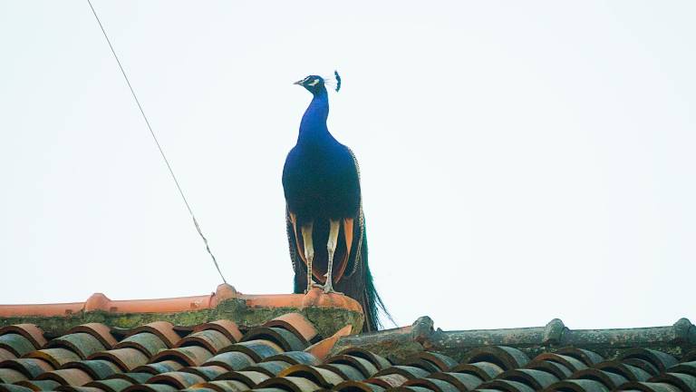 Foto Massimo Fiorentini