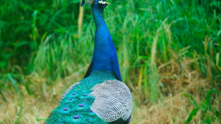 Punta Marina, il “caso pavoni” arriva in Regione: “Nessun rischio per la salute” - Gallery