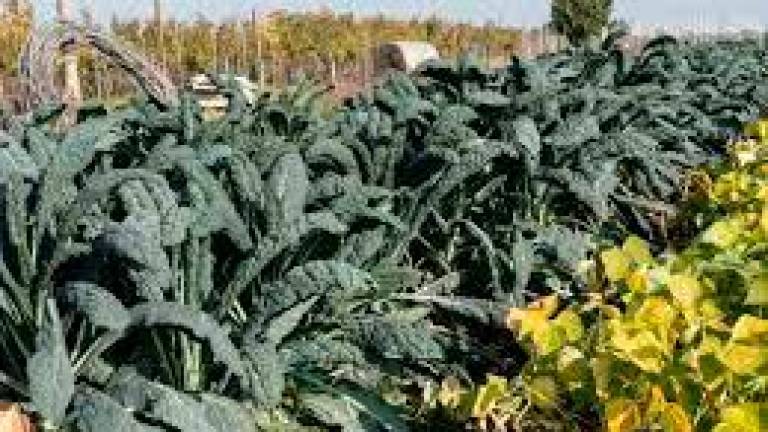 “Sto coi contadini”. Tredici aziende del territorio a Roma al villaggio di Coldiretti