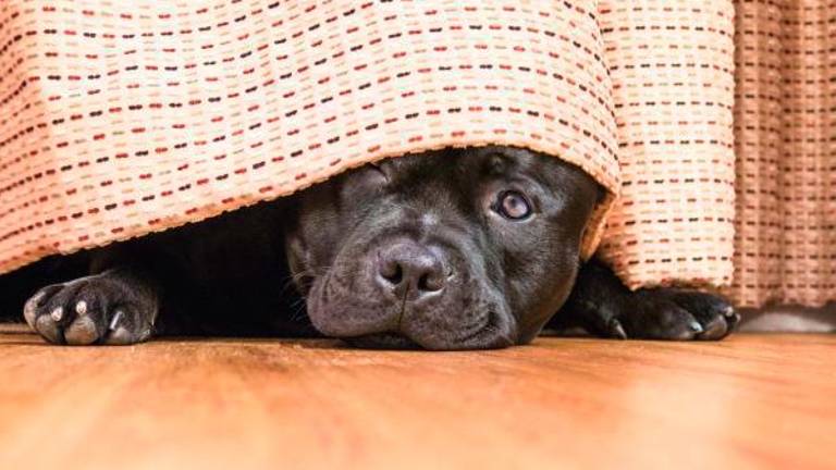 Forlì. I sindaci invitano a non utilizzare i botti per Capodanno. «Scelta civile, anche per gli animali»