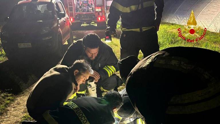 Gambettola, cagnolino nel pozzo: il salvataggio dei Vigili del Fuoco VIDEO