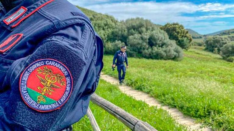 Faenza, lavori vicino a un platano monumentale: sanzione di 5mila euro e stop agli scavi