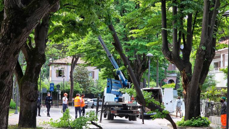 Riccione, cede la branca di un tiglio per il forte vento: strada chiusa temporaneamente
