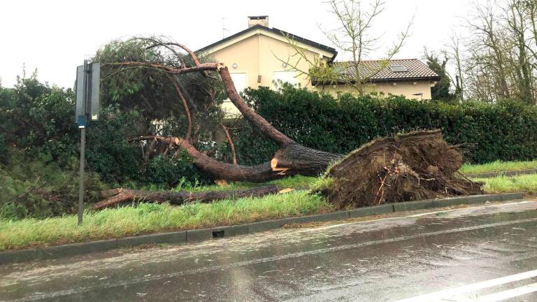 Punta Marina, il vento forte sradica un pino