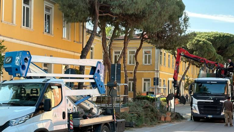 Cervia, pino di 18 metri crolla all’improvviso di fronte all’entrata laterale della scuola: si indaga sulle cause
