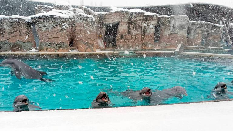 Riccione, a Oltremare i delfini danzano sotto la neve VIDEO