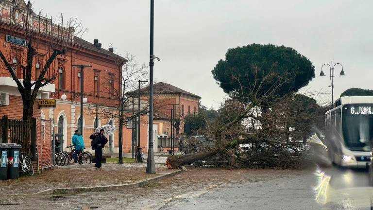 Cesena, strage di alberi per il forte vento GALLERY