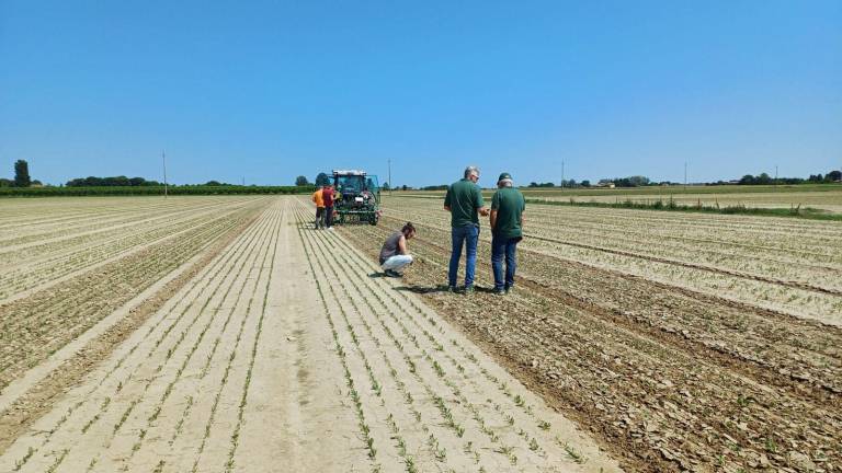 Cesena, meno chimica nel campo: il nuovo progetto targato Ri.Nova
