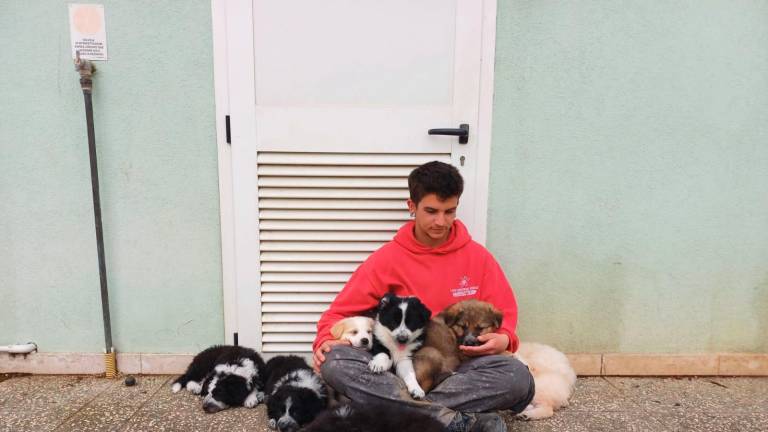Riccione. Open day con aperitivo per l’adozione di cagnolini