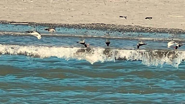 Beccacce di mare a Cesenatico