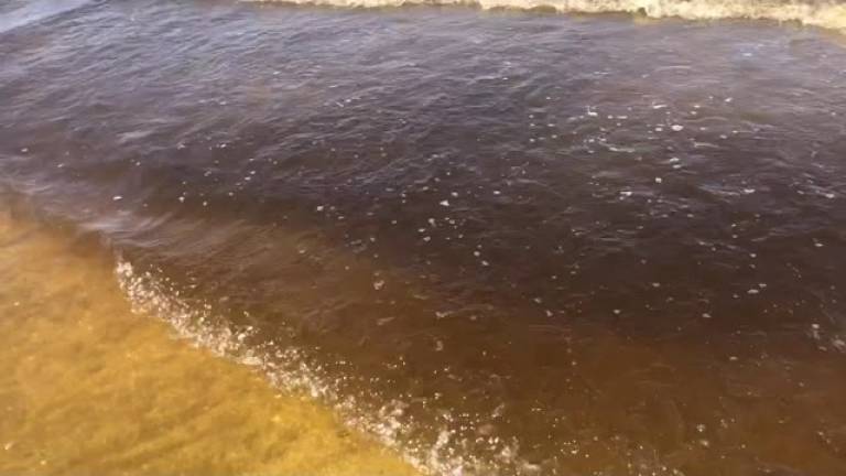 Acqua del mare color ruggine a Tagliata: colpa di un'alga innocua per le persone VIDEO
