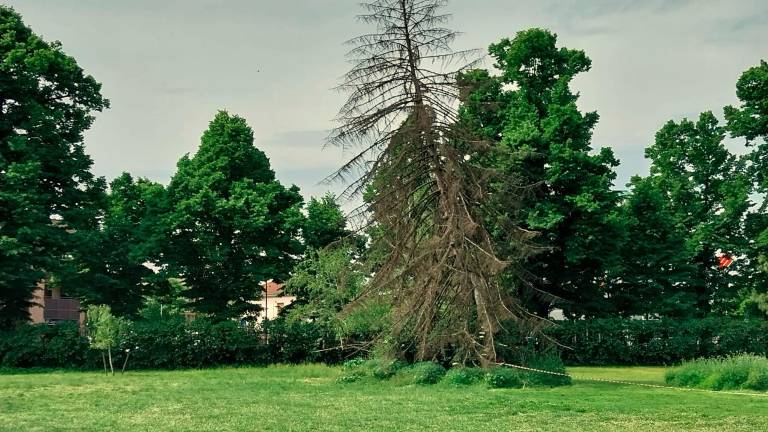 Faenza. Alberi killer, scatta il piano d’urgenza: 77 abbattimenti nei parchi e sulle strade