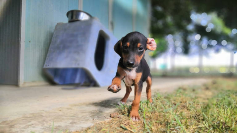 Tutti adottati gli 11 cuccioli sequestrati in autostrada a Solarolo