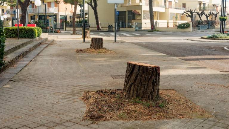 Ravenna, a Lido di Classe tronchi in strada ad oltre un anno dal taglio degli alberi - Gallery