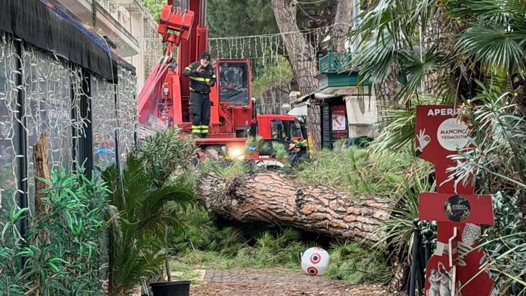 Rimini, grosso pino crolla a Marina Centro GALLERY