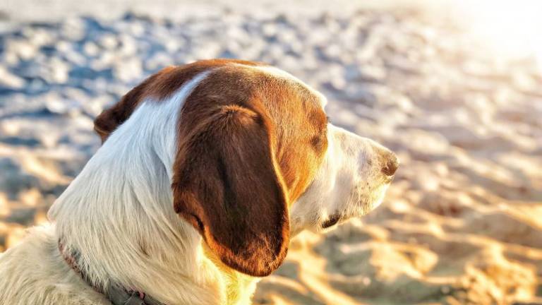 Proteggere cani e gatti dal caldo estivo | i Consigli del Veterinario