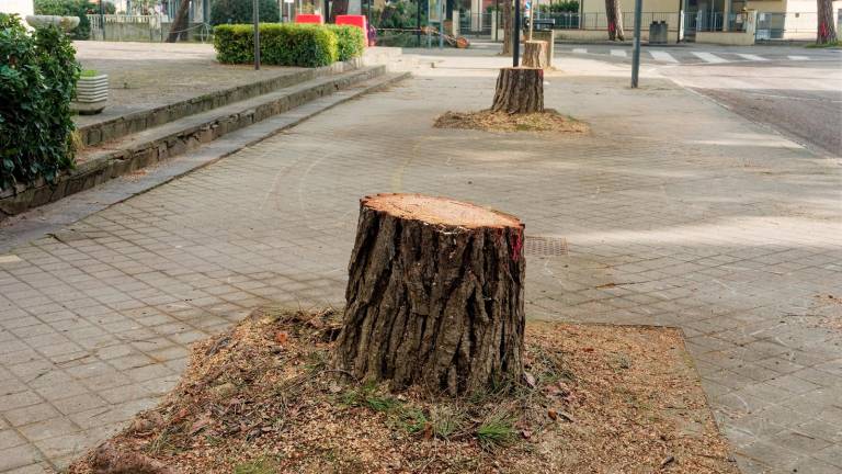 Ravenna, a Lido di Classe tronchi in strada ad oltre un anno dal taglio degli alberi - Gallery