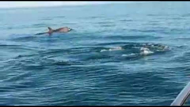 Rimini. Branco di delfini cattura piccolo tonno. Il video