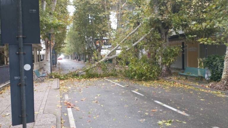 San Mauro Mare, maltempo: alberi crollati sulle strade
