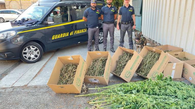 Bagnacavallo, aveva 27 chili di marijuana fatta in casa: arrestato spacciatore-coltivatore VIDEO