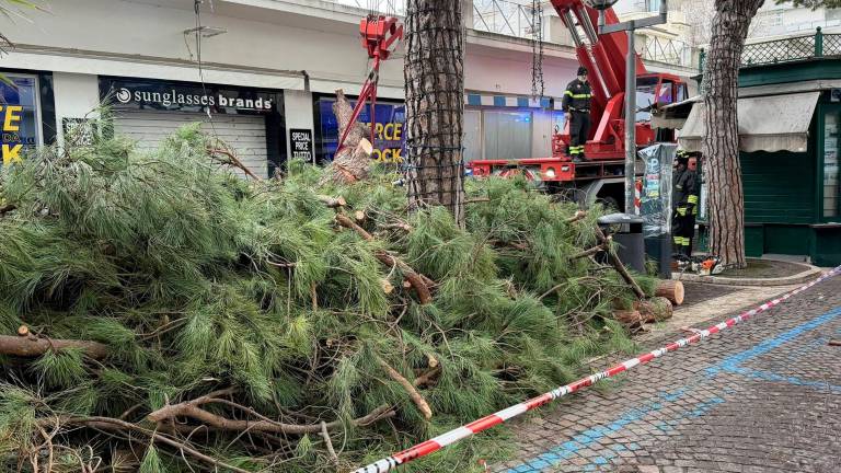Rimini, grosso pino crolla a Marina Centro GALLERY