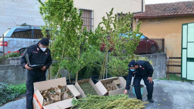 Casalfiumanese, coltiva ed essicca marijuana 34enne arrestato