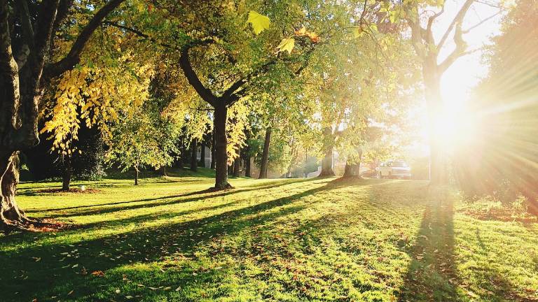 Cervia, il Comune sulla pista ciclabile: Abbattuti 36 platani, in arrivo 37 nuovi alberi