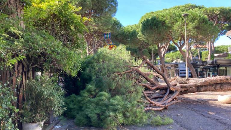 Pino cade a Milano Marittima, salva per miracolo la proprietaria di un'auto: ne era appena uscita