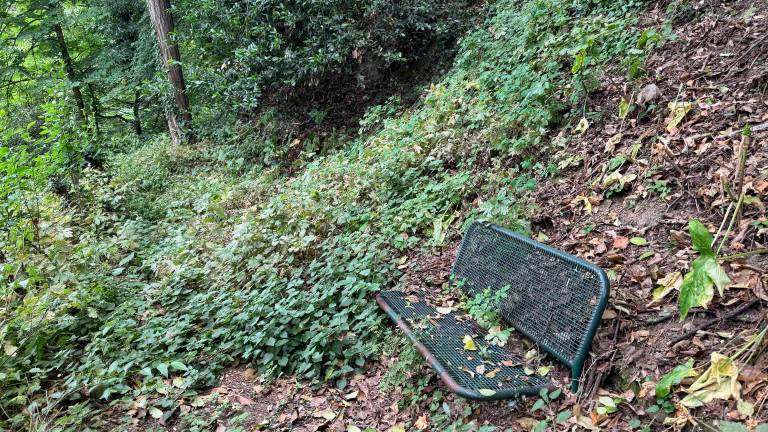 Una panchina fagocitata dalla vegetazione