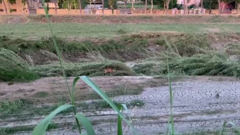 Il capriolo che vive sul Savio a Cesena è tornato nei luoghi alluvionati VIDEO