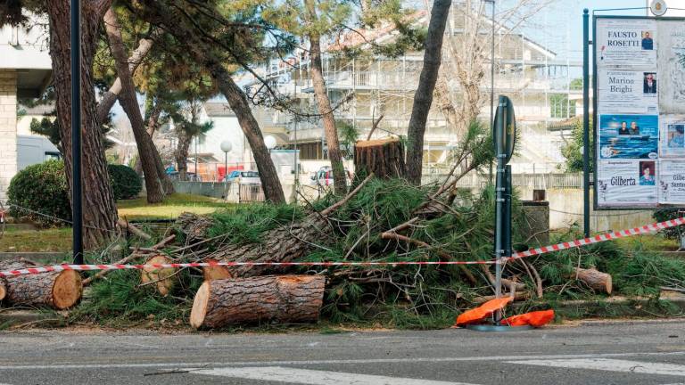 Ravenna, a Lido di Classe tronchi in strada ad oltre un anno dal taglio degli alberi - Gallery