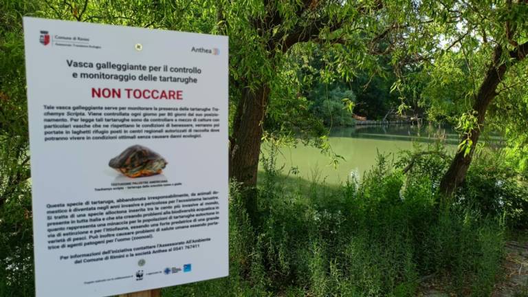 Rimini. Tartarughe pericolose abbandonate nel lago: il Comune deve spostarne 200