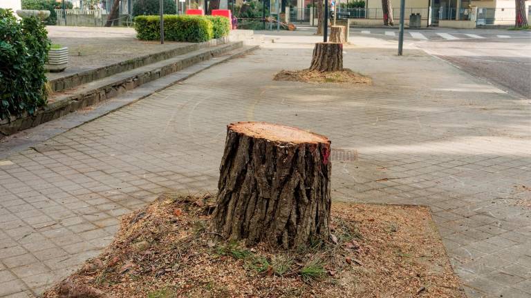Ravenna, a Lido di Classe tronchi in strada ad oltre un anno dal taglio degli alberi - Gallery