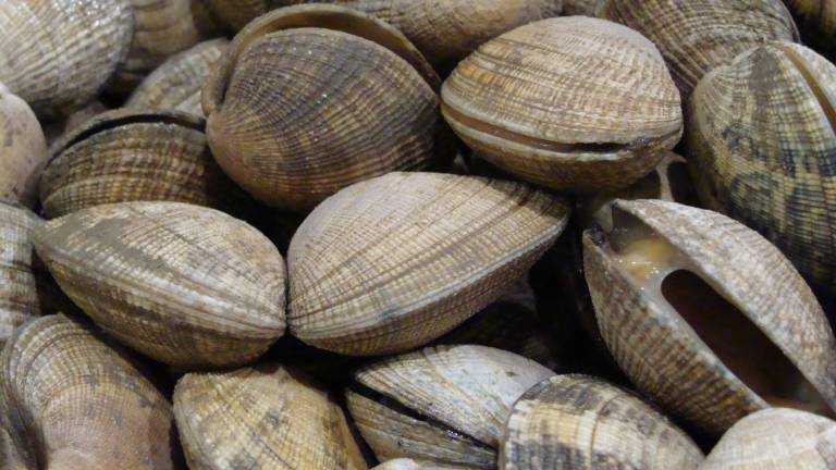 Ravenna, 300 kg di vongole rigettate in mare: maxi-multa a pescatore abusivo