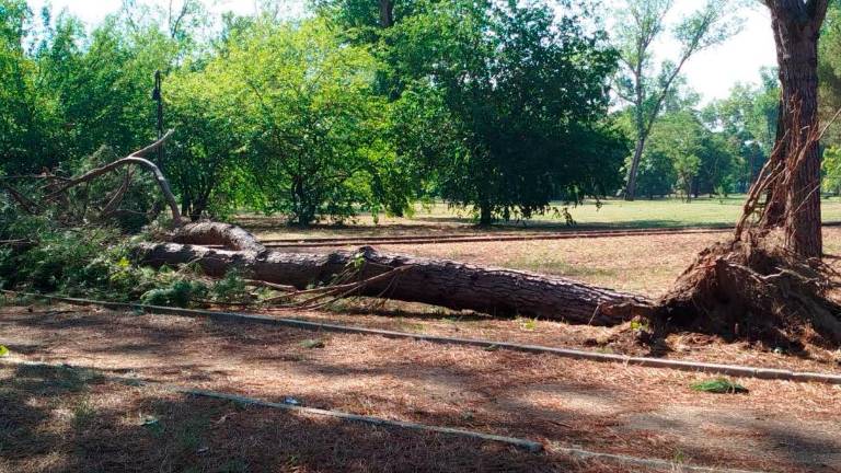 Cesenatico, alberi crollati o danneggiati nel Parco di Ponente. Attenzione ai rami pericolanti