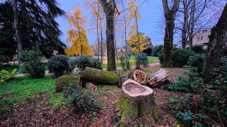 La manutenzione del verde (in foto alberi tagliati all’Osservanza) ha richiesto oltre 400mila euro in più