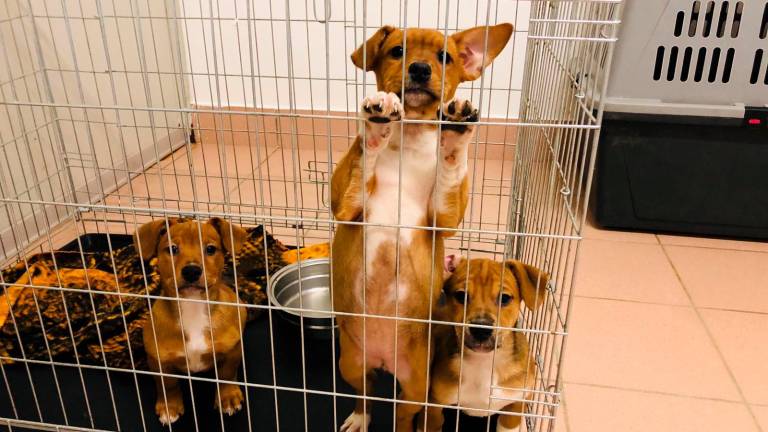 Cuccioli in canile a Rio Eremo