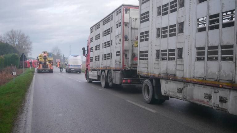 Ravenna, si ribalta camion di maiali, caos traffico. Urla degli animali schiacciati nel vano di carico GALLERY