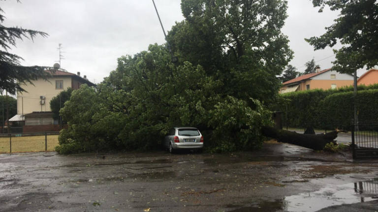 Imola, crolla albero su auto in sosta