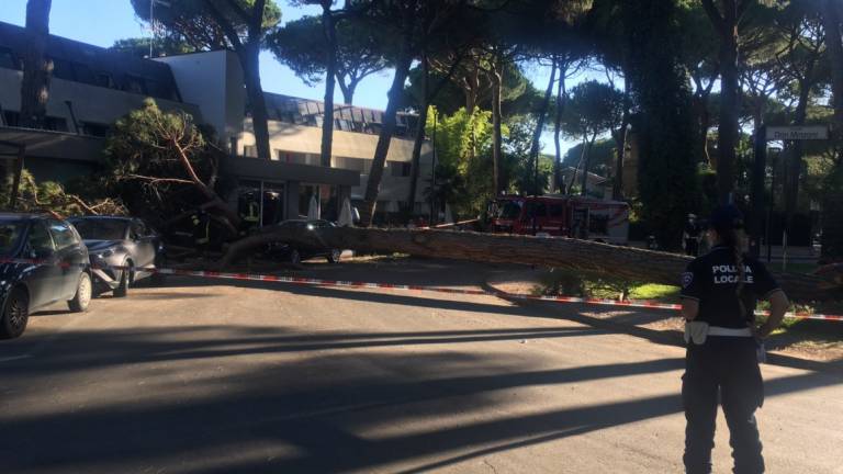 Milano Marittima, grosso pino crolla su un'auto in sosta alla rotonda don Minzoni