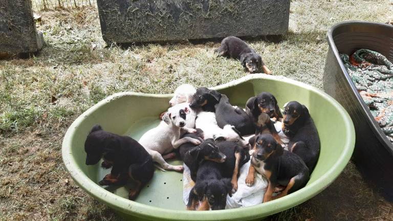 Faenza, stanno bene gli 11 cuccioli sequestrati a Solarolo