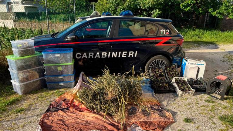 Alfonsine, erba di casa sua: una serra professionale per la marijuana, 48enne arrestato