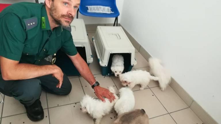 Truffa dei cuccioli via web, l'allarme delle Guardie zoofile di Rimini