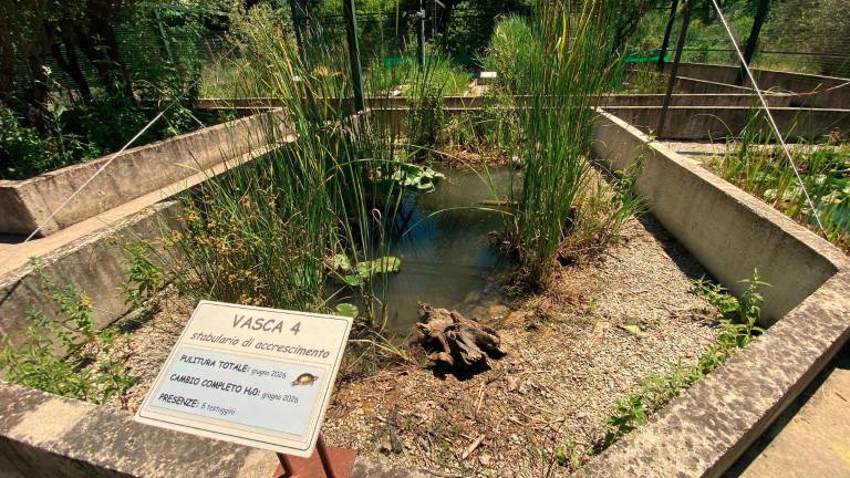 Meldola. Rinasce il Parco delle Fonti dopo l’alluvione: nate dieci testuggini palustri europee