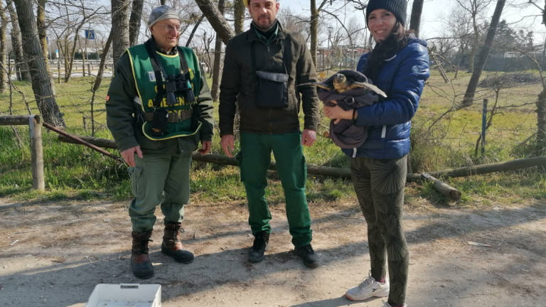 Ravenna, tartaruga Caretta Caretta salvata a Lido di Dante