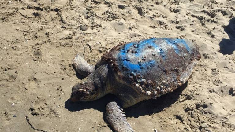 Tartaruga morta in spiaggia a Marina di Ravenna