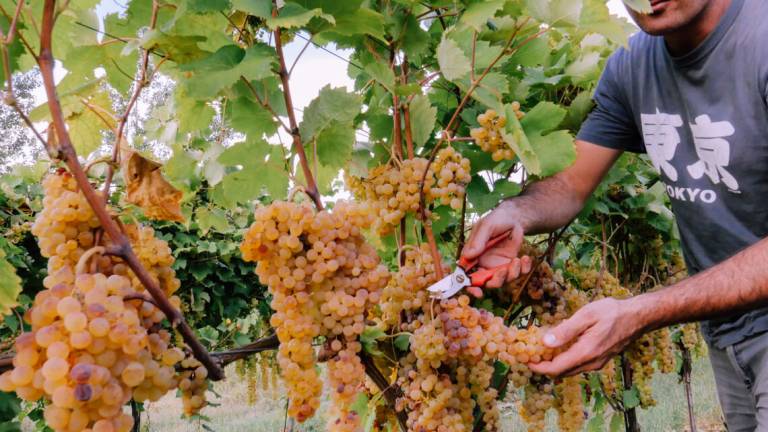 Slow Wine la guida in evoluzione, i riconoscimenti alla Romagna