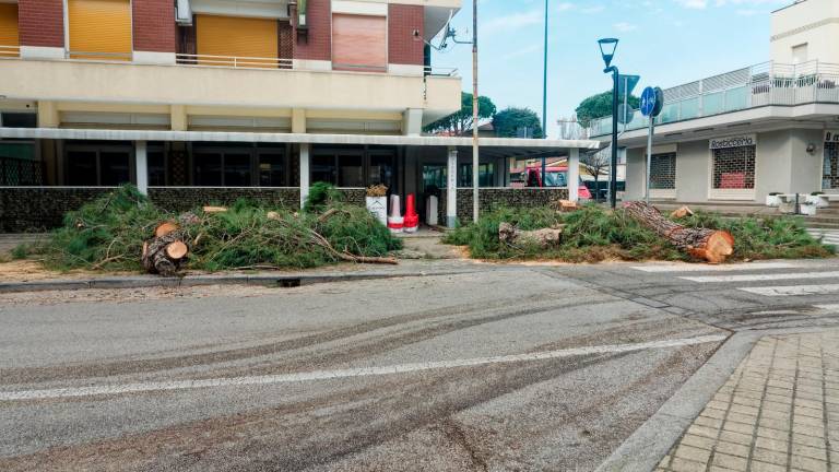 Ravenna, a Lido di Classe tronchi in strada ad oltre un anno dal taglio degli alberi - Gallery